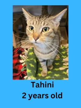 Tahini -  Domestic Short Hair Cat for Adoption in Ravenna, Ohio - Tahini | PetCurious
