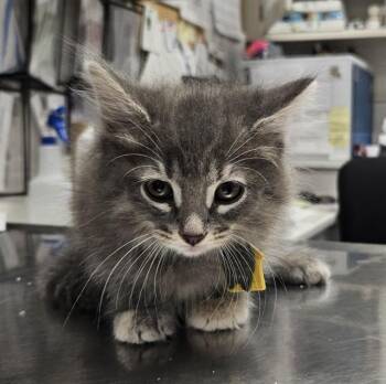 SUNSTONE -  Domestic Short Hair Cat for Adoption in St. Louis, Missouri - SUNSTONE | PetCurious