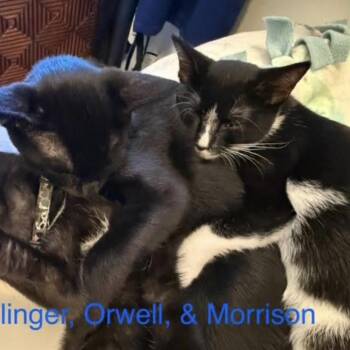 Rescue Domestic Short Hair Cats for Adoption in Cincinnati, Ohio - Morrison | PetCurious