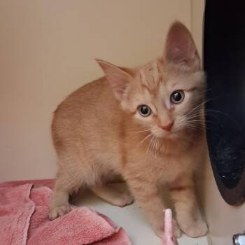 Domestic Short Hair Cats Available for Adoption in Dayton, Ohio - Thistle | PetCurious