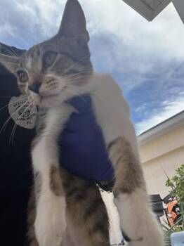 NOODLE -  Domestic Short Hair Cat for Adoption in Palmetto, Florida - NOODLE | PetCurious