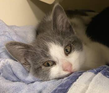 Baa (CH wobbly cat syndrome) -  Domestic Short Hair Cat for Adoption in Port Washington, Wisconsin - Baa (CH Wobbly Cat Syndrome) | PetCurious