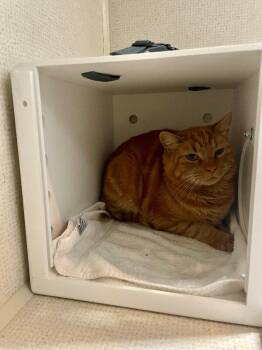 Rescue Domestic Short Hair Cats for Adoption in Fort Collins, Colorado - Tikki | PetCurious