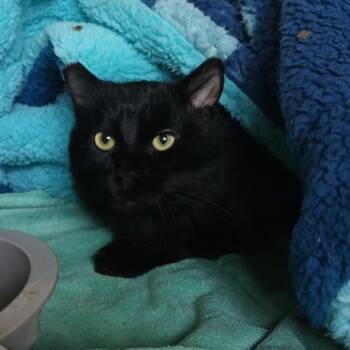 Dakota 9348 -  Domestic Long Hair Cat for Adoption in Las Vegas, Nevada - Dakota 9348 | PetCurious