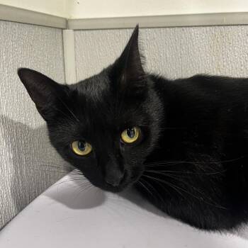 Domestic Short Hair Cats Available for Adoption - Lyric | PetCurious