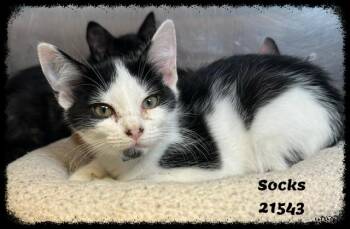 SOCKS -  Domestic Short Hair and Tuxedo Cat for Adoption in Marietta, Georgia - SOCKS | PetCurious