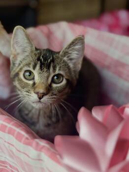 Robin -  Domestic Short Hair Cat for Adoption in Gradyville, Kentucky - Robin | PetCurious