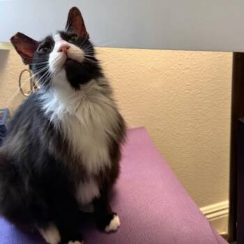 Oriental Long Hair Cats Available for Adoption in Long Beach, California - Tux | PetCurious