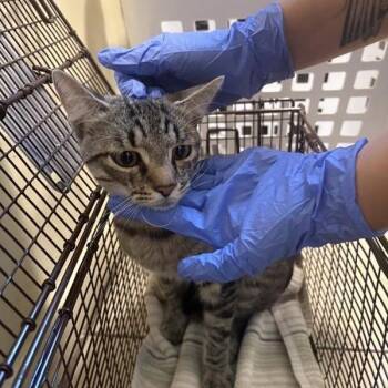 Charm -  Domestic Short Hair Cat for Adoption in Pasadena, California - Charm | PetCurious