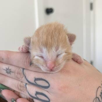Bourbon Saunders -  Domestic Short Hair Cat for Adoption in Eagle Mountain, Utah - Bourbon Saunders | PetCurious