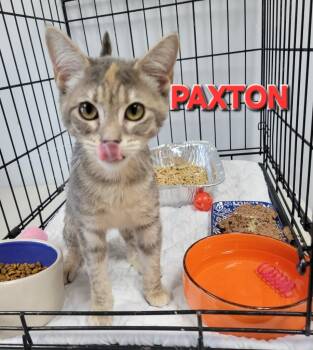 Rescue Domestic Short Hair Cats for Adoption in Rome, Georgia - Paxton | PetCurious