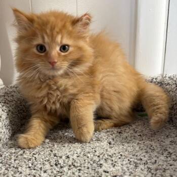 Sorbet -  Domestic Long Hair Cat for Adoption in Granville, Ohio - Sorbet | PetCurious