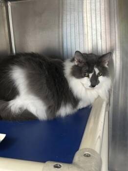 BeeBee -  Domestic Long Hair Cat for Adoption in Georgetown, South Carolina - BeeBee | PetCurious