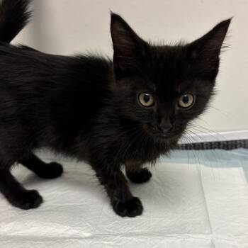 Jupiter -  Domestic Medium Hair Cat for Adoption in Nashville, Tennessee - Jupiter | PetCurious