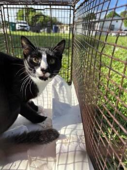 CHUCKY -  Domestic Short Hair Cat for Adoption in Doral, Florida - CHUCKY | PetCurious
