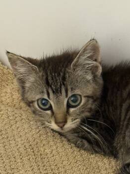 Rescue Domestic Short Hair Cats for Adoption in Bolivar, Missouri - Holland | PetCurious