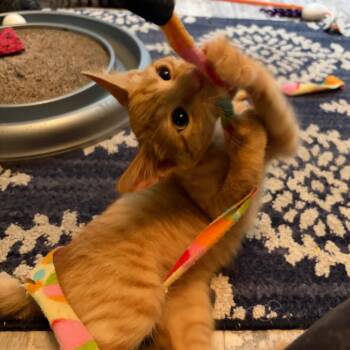 Elusive Butterfly -  Domestic Short Hair Cat for Adoption in Fredericksburg, Virginia - Elusive Butterfly | PetCurious