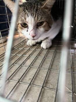 Malamova Feral 1 -  Domestic Short Hair Cat Available for Adoption in New Braunfels, Texas - Malamova Feral 1 | PetCurious