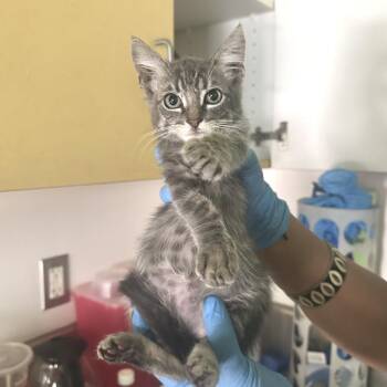 Silver -  Domestic Short Hair Cat for Adoption in Los Angeles, California - Silver | PetCurious