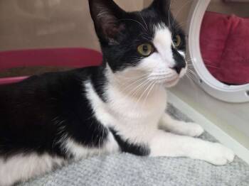 Rescue Domestic Short Hair Cats for Adoption in Wyoming, Michigan - Beetle | PetCurious