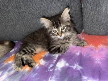 Domestic Long Hair Cats Available for Adoption - Rhubarb | PetCurious