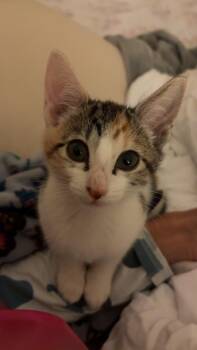 Aurora -  Domestic Short Hair Cat for Adoption in Statesboro, Georgia - Aurora | PetCurious