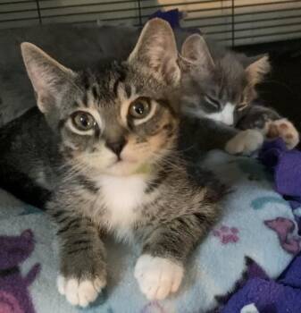 Whiskey -  Domestic Short Hair Cat for Adoption in Charlotte, North Carolina - Whiskey | PetCurious