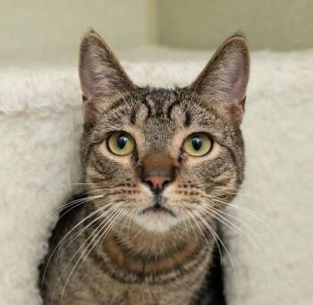Kevin -  Domestic Short Hair Cat for Adoption in Los Angeles, California - Kevin | PetCurious