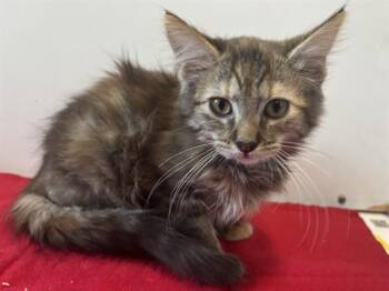 RHODA -  Domestic Medium Hair Cat for Adoption in Sacramento, California - RHODA | PetCurious