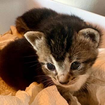 Saffron -  Domestic Short Hair Cat for Adoption in Fort Lauderdale, Florida - Saffron | PetCurious