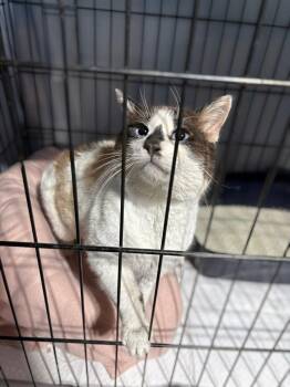 Siamese Cats Available for Adoption - Dandy | PetCurious