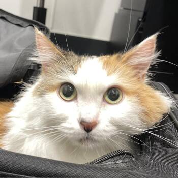 Pumpkin -  Domestic Medium Hair Cat for Adoption in Tampa, Florida - Pumpkin | PetCurious