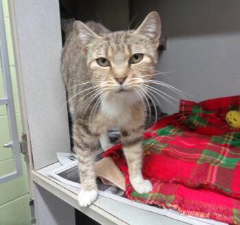 CARMEN MAPLE LEGS -  Tiger Cat for Adoption in Delhi, New York - CARMEN MAPLE LEGS | PetCurious