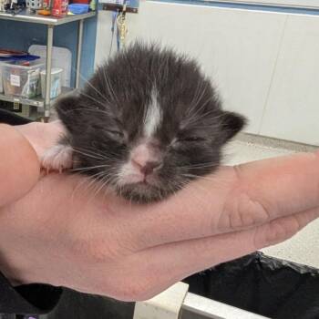 Domestic Short Hair Cats Available for Adoption in Indianapolis, Indiana - Pippa | PetCurious