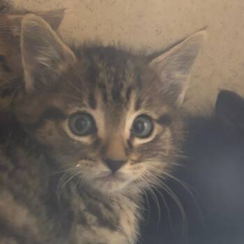 Ronin -  Domestic Short Hair Cat for Adoption in Reno, Nevada - Ronin | PetCurious