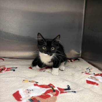 Everett -  Domestic Long Hair Cat for Adoption in Beaumont, Texas - Everett | PetCurious
