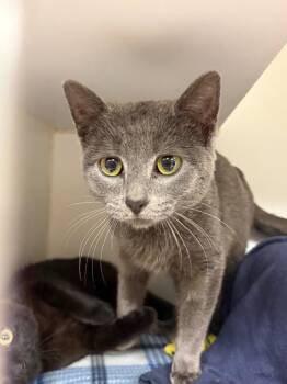 Domestic Short Hair Cats Available for Adoption - Nikki (jared) | PetCurious