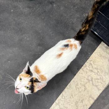 Trixie -  Domestic Short Hair Cat for Adoption in Granville, Ohio - Trixie | PetCurious
