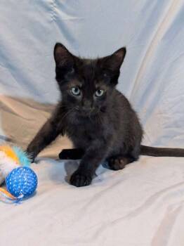 Rescue Domestic Short Hair Cats for Adoption in Warner Robins, Georgia - LeStat | PetCurious