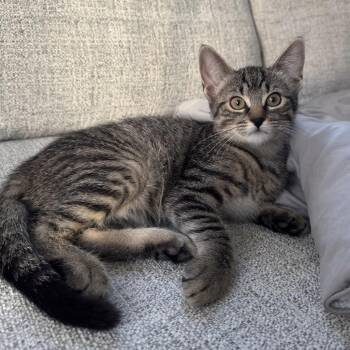 Marina -  Domestic Short Hair Cat for Adoption in Woodbridge Township, New Jersey - Marina | PetCurious