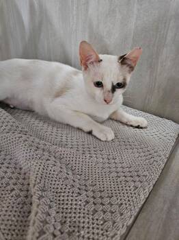 Skyzee -  Domestic Short Hair Cat for Adoption in Hudson, New Hampshire - Skyzee | PetCurious