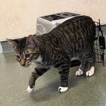 Domestic Short Hair Cats Available for Adoption - Astro | PetCurious