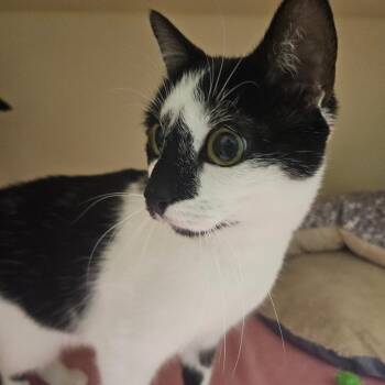 Cookie Crisp -  Domestic Short Hair Cat for Adoption in Sarasota, Florida - Cookie Crisp | PetCurious