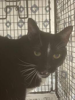 Rescue Domestic Short Hair Cats for Adoption in Fort Lauderdale, Florida - OREO | PetCurious
