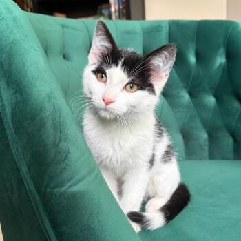Pepe -  Domestic Short Hair Cat for Adoption in Chicago, Illinois - Pepe | PetCurious