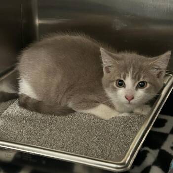 Lavendar -  Domestic Short Hair Cat for Adoption in Breese, Illinois - Lavendar | PetCurious