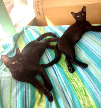 Rescue Bombay Cats for Adoption in Magnolia Springs, Alabama - Hocus & Pocus | PetCurious