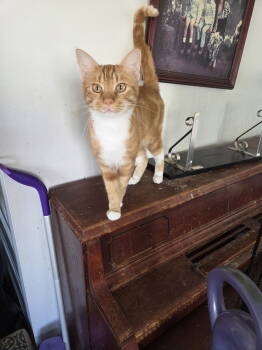 Rescue Tabby Cats for Adoption in Buena Park, California - Jack O Lattern | PetCurious