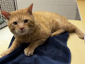 Domestic Short Hair Cats Available for Adoption in Colorado Springs, Colorado - MR. BISCUITS, HEAD BAKER | PetCurious
