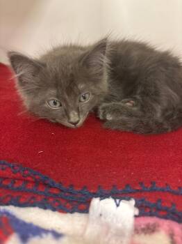 Rick (Hairetown) -  Domestic Medium Hair Cat for Adoption in Johnson City, Tennessee - Rick (Hairetown) | PetCurious
